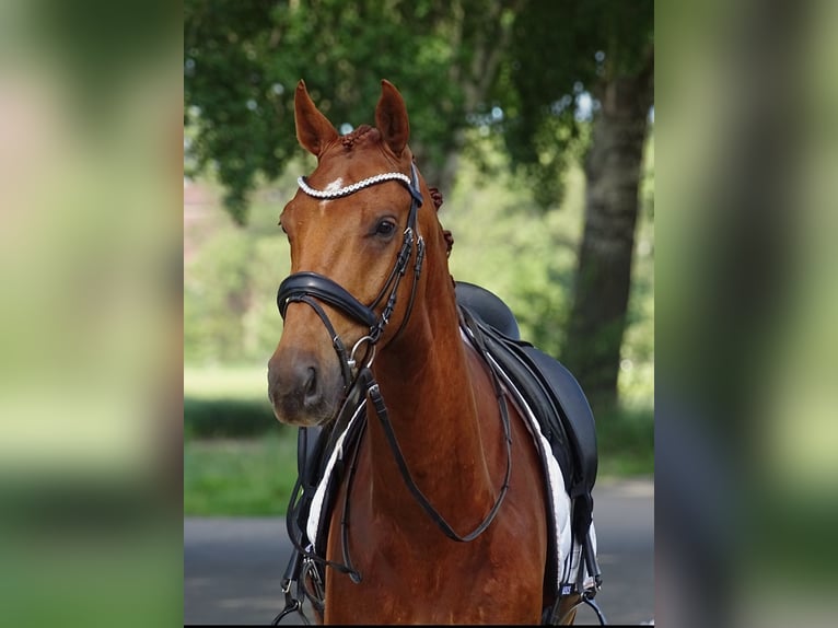 Anglo European Studbook Gelding 4 years 16 hh Sorrel in Sauwerd