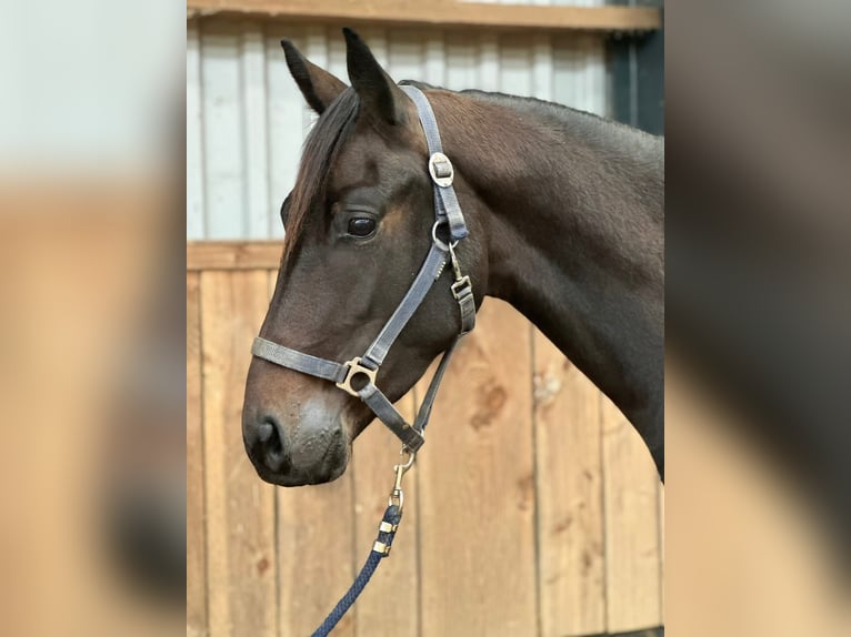Anglo European Studbook Gelding 4 years 16,1 hh Brown in Kronberg im Taunus