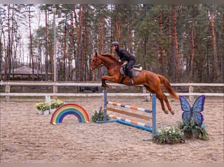 Anglo European Studbook Gelding 4 years 16,1 hh Chestnut-Red in Nowy Janków