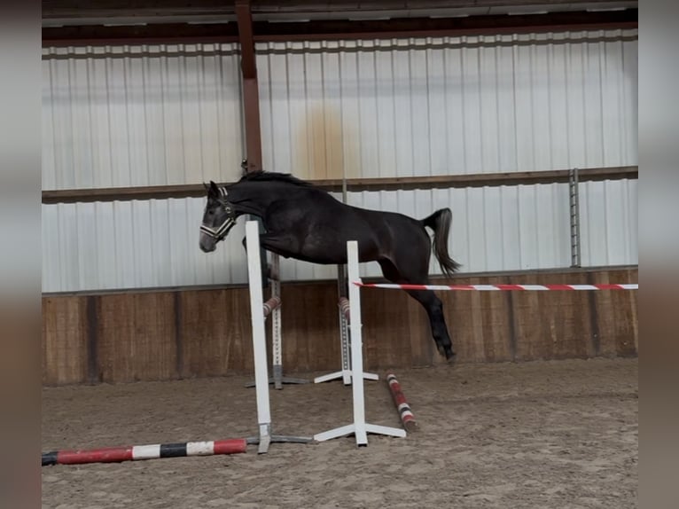 Anglo European Studbook Gelding 4 years 16,1 hh Grey-Blue-Tan in Oud Gastel