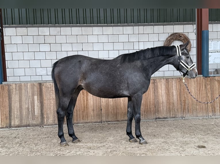 Anglo European Studbook Gelding 4 years 16,1 hh Grey-Blue-Tan in Oud Gastel