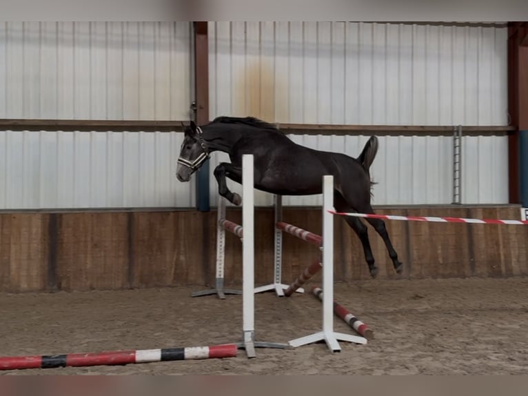 Anglo European Studbook Gelding 4 years 16,1 hh Grey-Blue-Tan in Oud Gastel