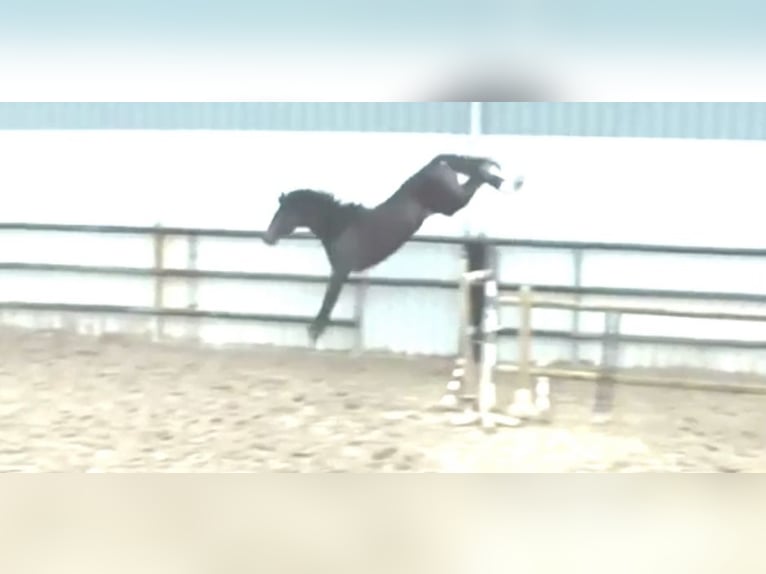 Anglo European Studbook Gelding 4 years 16,3 hh Bay-Dark in Aaltet