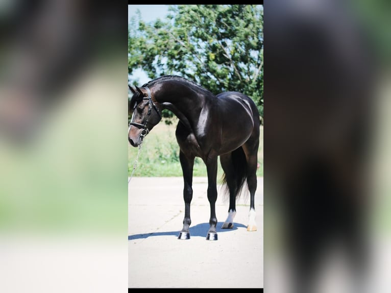 Anglo European Studbook Gelding 4 years 16,3 hh Bay-Dark in Aaltet