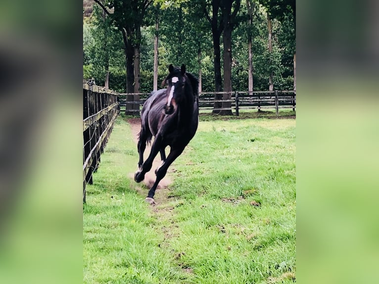 Anglo European Studbook Gelding 4 years 16,3 hh Bay-Dark in Aaltet