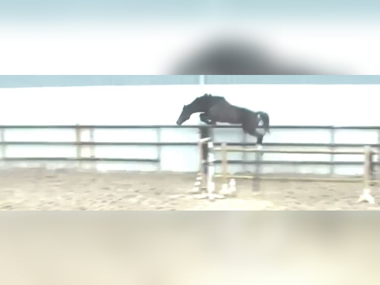 Anglo European Studbook Gelding 4 years 16,3 hh Bay-Dark in Aaltet