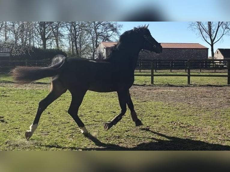 Anglo European Studbook Gelding 4 years 16,3 hh Bay-Dark in Aaltet