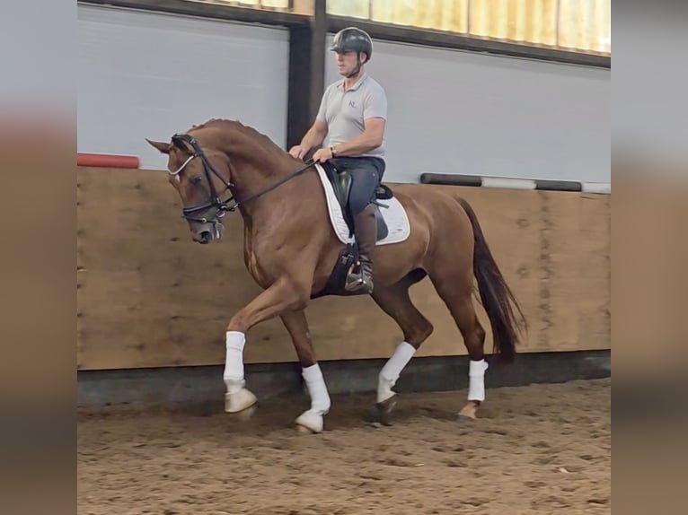 Anglo European Studbook Gelding 4 years 17 hh  in Loenhout