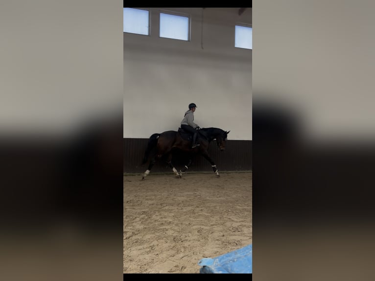 Anglo European Studbook Gelding 4 years 17 hh Smoky-Black in Krzepielów