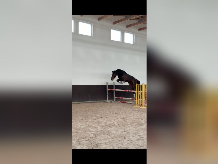 Anglo European Studbook Gelding 4 years 17 hh Smoky-Black in Krzepielów