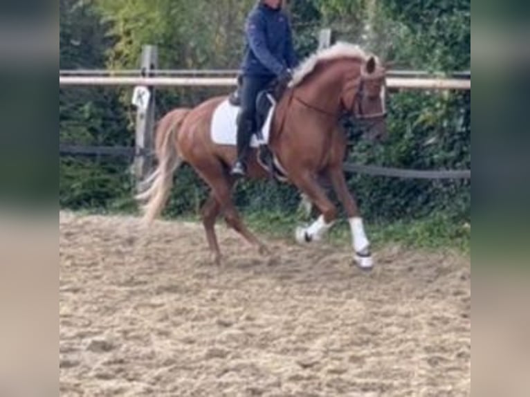 Anglo European Studbook Gelding 5 years 14,3 hh Chestnut-Red in Brilon