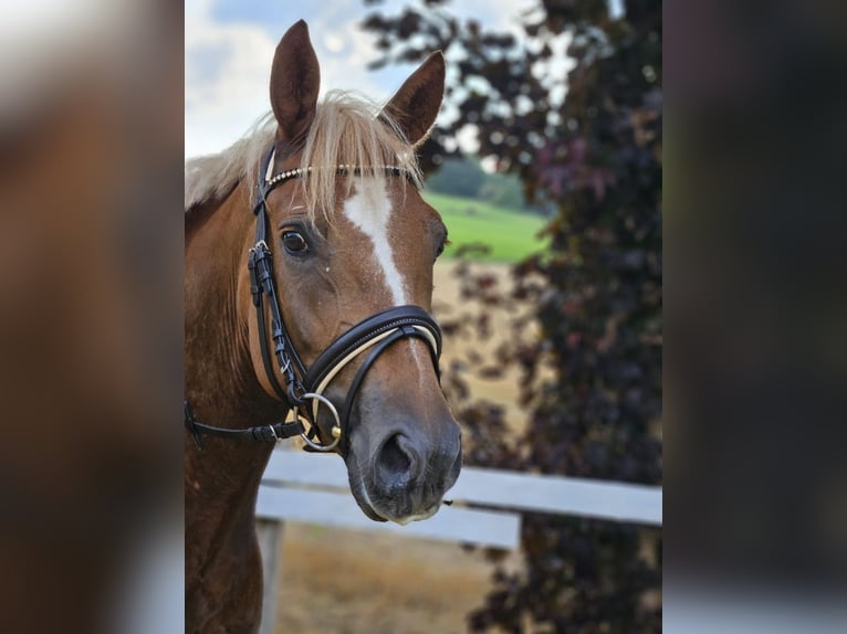 Anglo European Studbook Gelding 5 years 14,3 hh Chestnut-Red in Brilon