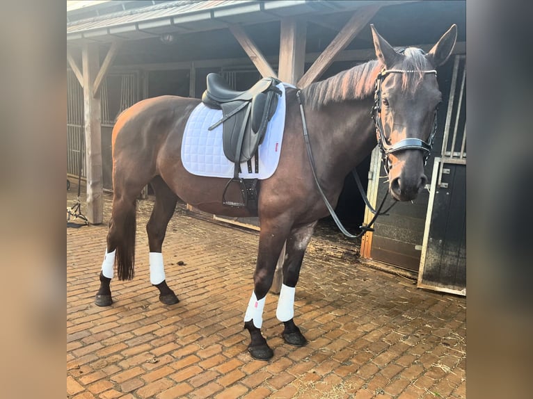 Anglo European Studbook Gelding 5 years 15,2 hh Black in St. Willebrord