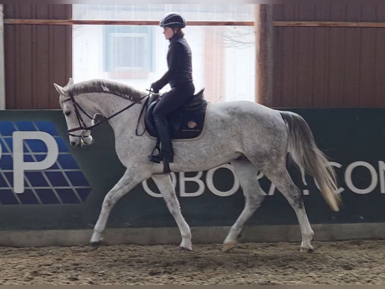 Anglo European Studbook Gelding 5 years 15.2 hh Grey in Schattendorf