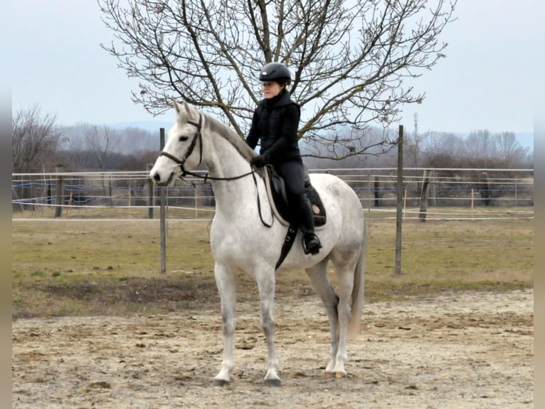 Anglo European Studbook Gelding 5 years 15.2 hh Grey in Schattendorf