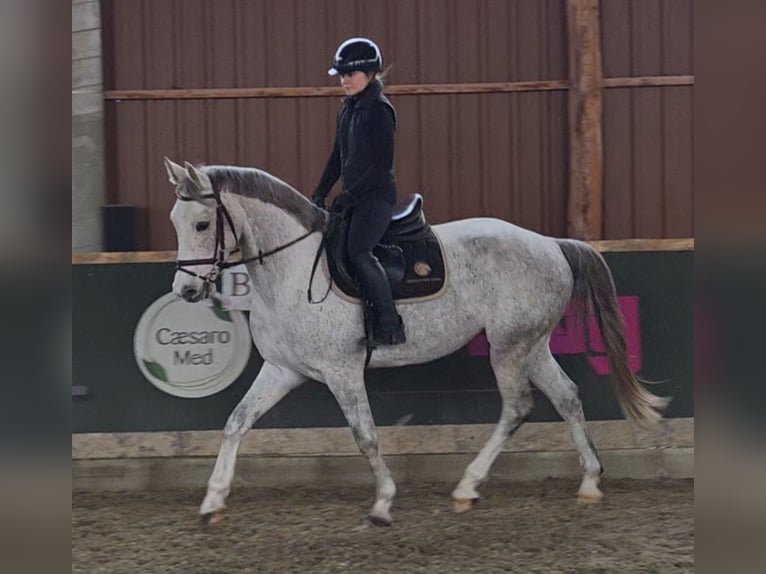 Anglo European Studbook Gelding 5 years 15.2 hh Grey in Schattendorf