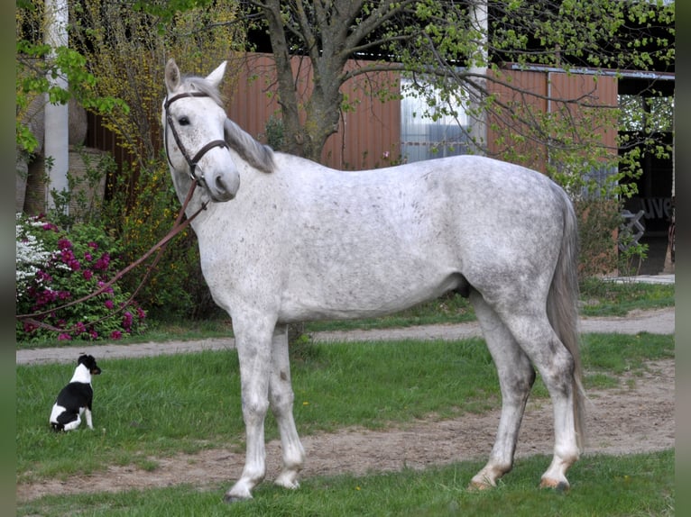 Anglo European Studbook Gelding 5 years 15.2 hh Grey in Sch