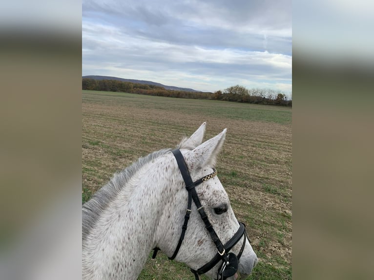 Anglo European Studbook Gelding 5 years 15.2 hh Grey in Sch