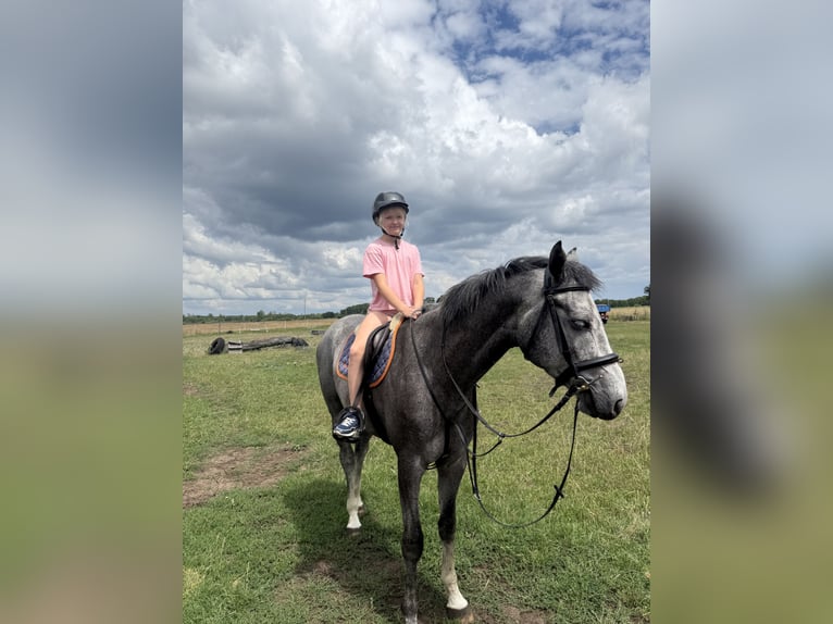 Anglo European Studbook Gelding 5 years 15.3 hh Grey in Piła
