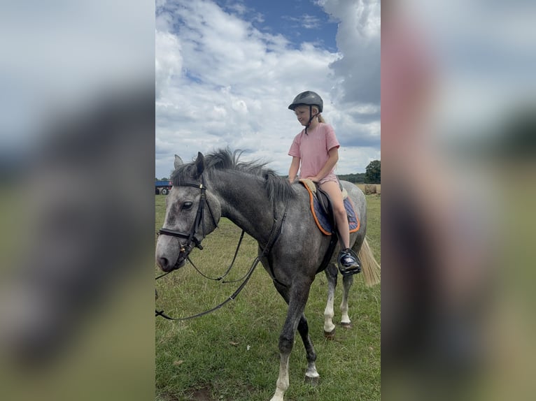 Anglo European Studbook Gelding 5 years 15.3 hh Grey in Piła