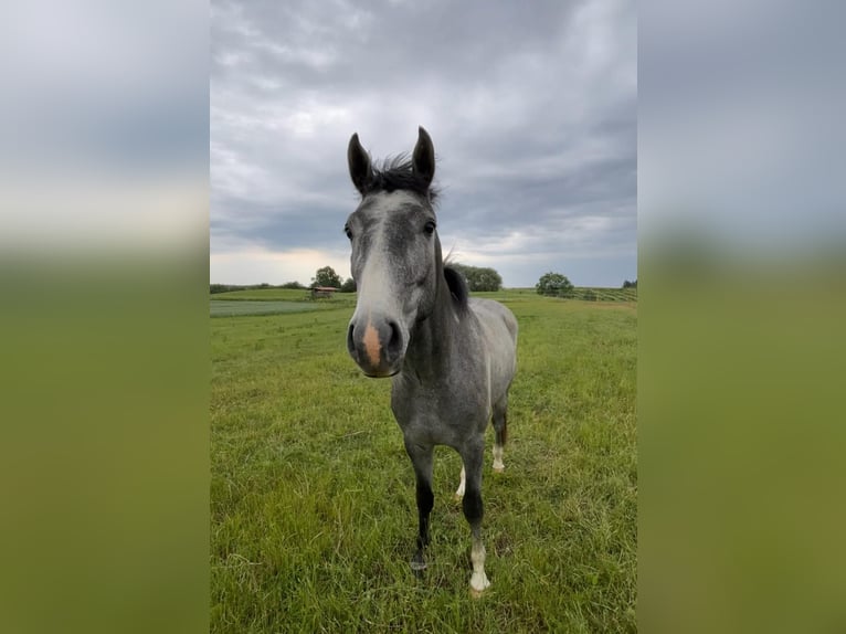 Anglo European Studbook Gelding 5 years 15.3 hh Grey in Piła