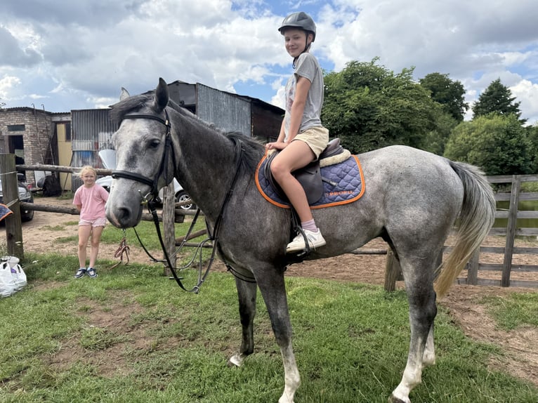 Anglo European Studbook Gelding 5 years 15.3 hh Grey in Piła