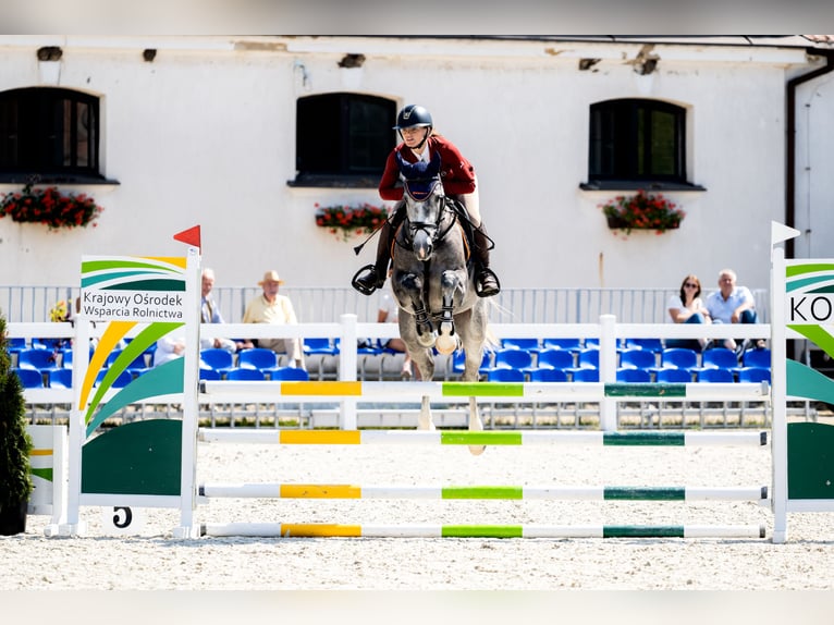 Anglo European Studbook Gelding 5 years 15.3 hh Grey in Piła