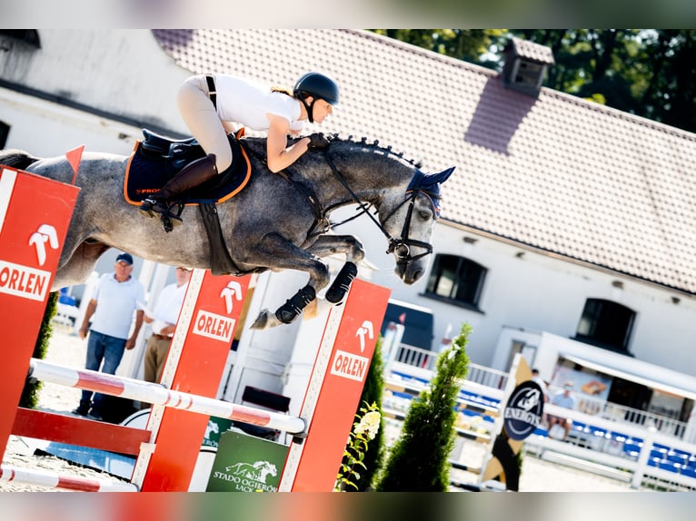 Anglo European Studbook Gelding 5 years 15.3 hh Grey in Piła
