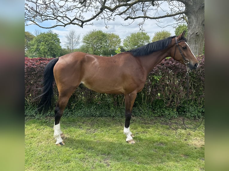 Anglo European Studbook Gelding 5 years 15,2 hh Bay in Walsham le willows