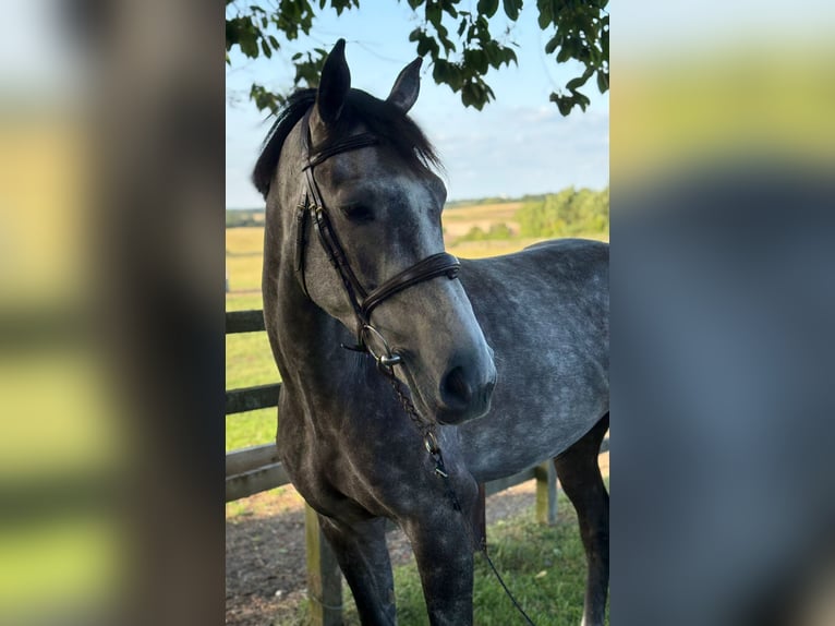 Anglo European Studbook Gelding 5 years 15,2 hh Gray in GROTE-BROGEL