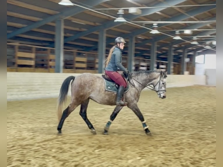 Anglo European Studbook Gelding 5 years 15,2 hh Grey-Dapple in Pelmberg