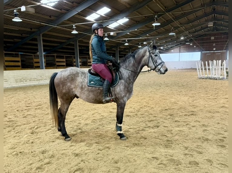Anglo European Studbook Gelding 5 years 15,2 hh Grey-Dapple in Pelmberg