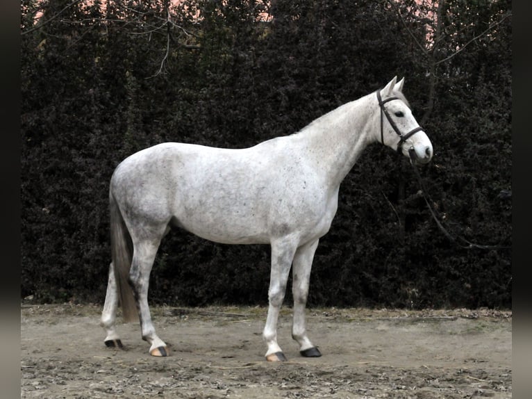 Anglo European Studbook Gelding 5 years 15,2 hh Grey in Schattendorf
