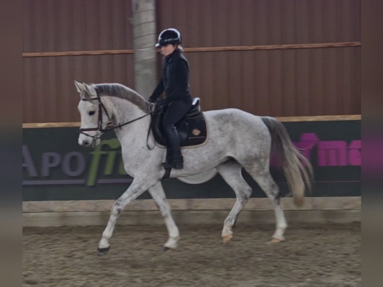Anglo European Studbook Gelding 5 years 15,2 hh Grey in Schattendorf