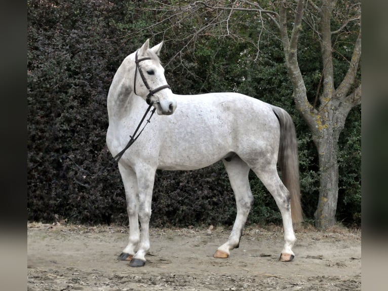 Anglo European Studbook Gelding 5 years 15,2 hh Grey in Schattendorf