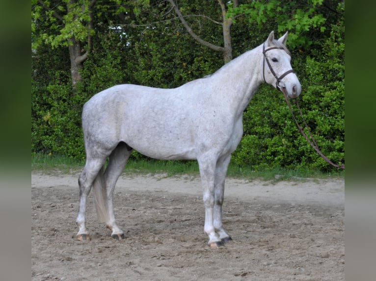 Anglo European Studbook Gelding 5 years 15,2 hh Grey in Sch