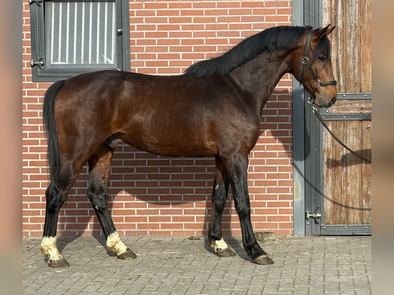 Anglo European Studbook Gelding 5 years 15,3 hh Brown in Zieuwent