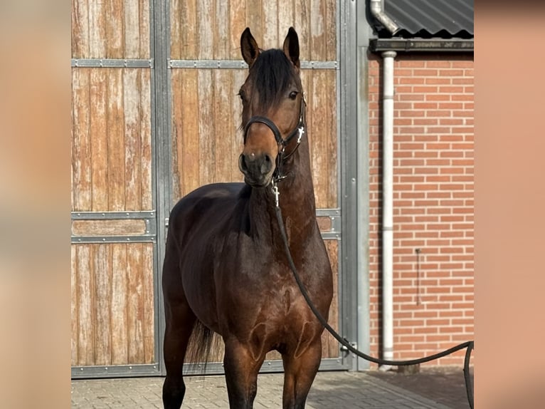 Anglo European Studbook Gelding 5 years 15,3 hh Brown in Zieuwent