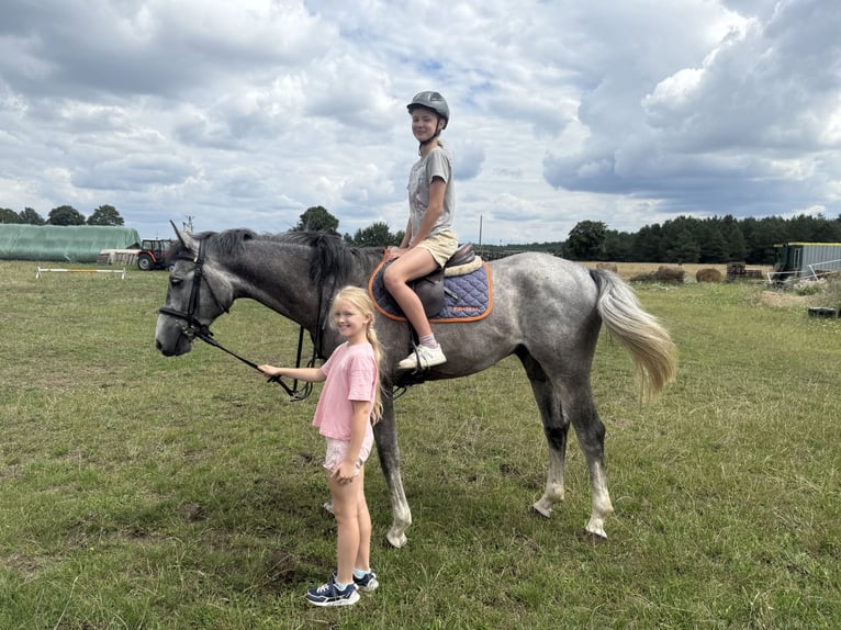 Anglo European Studbook Gelding 5 years 15,3 hh Grey in Piła