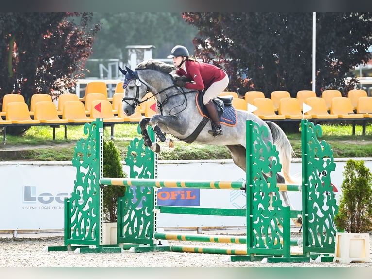 Anglo European Studbook Gelding 5 years 15,3 hh Grey in Piła