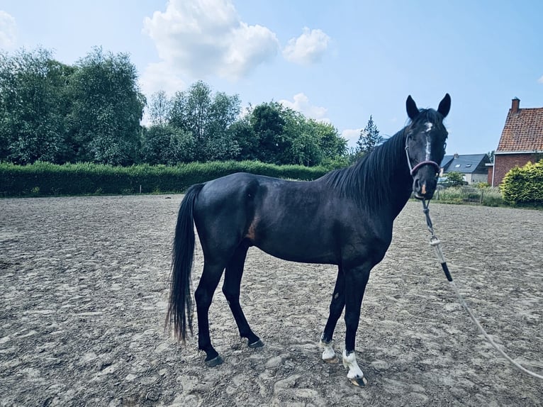 Anglo European Studbook Gelding 5 years 16.1 hh Black in Heusden-Zolder