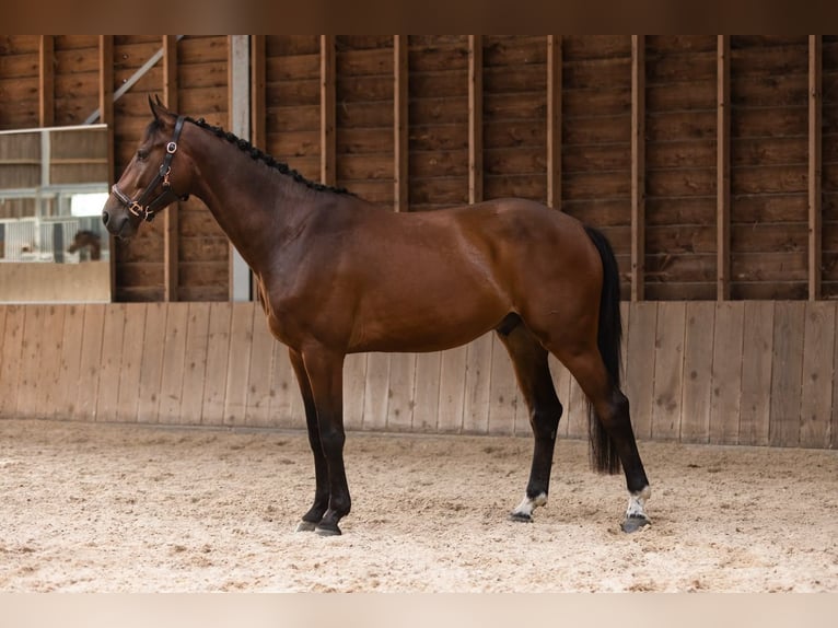 Anglo European Studbook Gelding 5 years 16.3 hh Bay-Dark in Hellendoorn