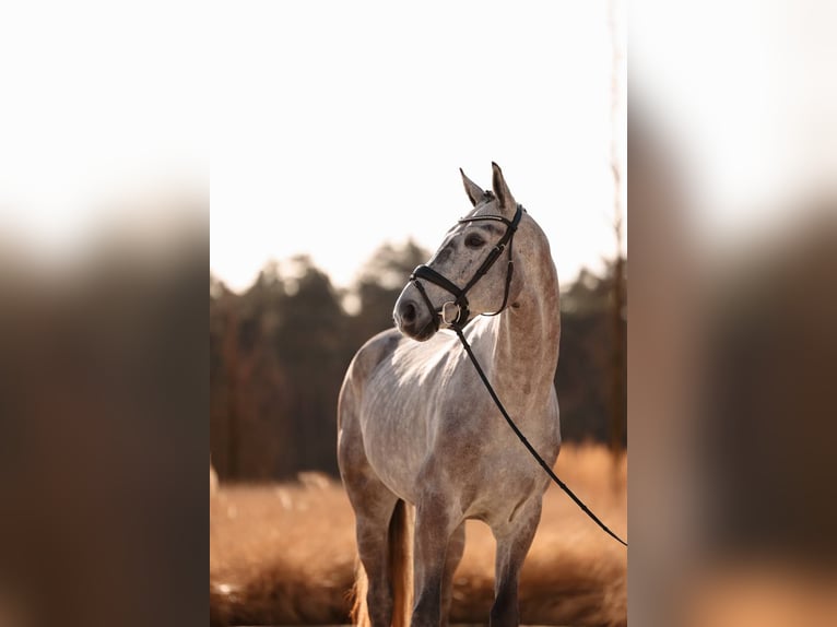 Anglo European Studbook Gelding 5 years 16,3 hh Gray-Dapple in Mol