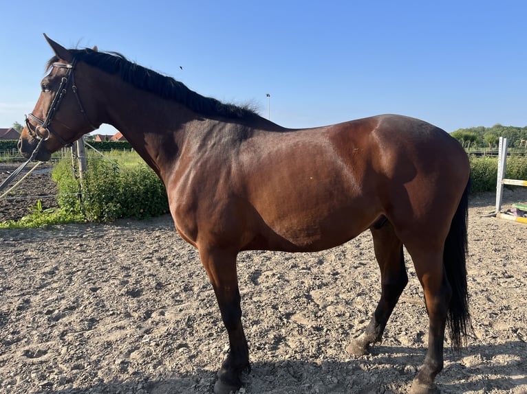 Anglo European Studbook Gelding 5 years 16 hh Brown in Brecht