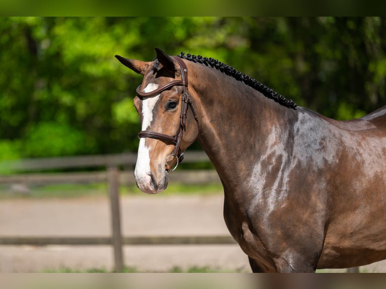 Anglo European Studbook Gelding 5 years 16 hh Brown in Grote-Brogel