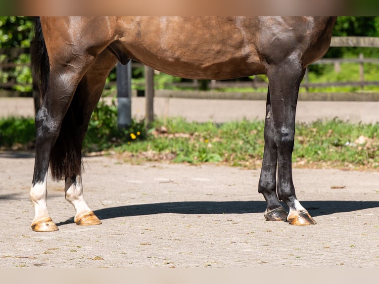 Anglo European Studbook Gelding 5 years 16 hh Brown in Grote-Brogel