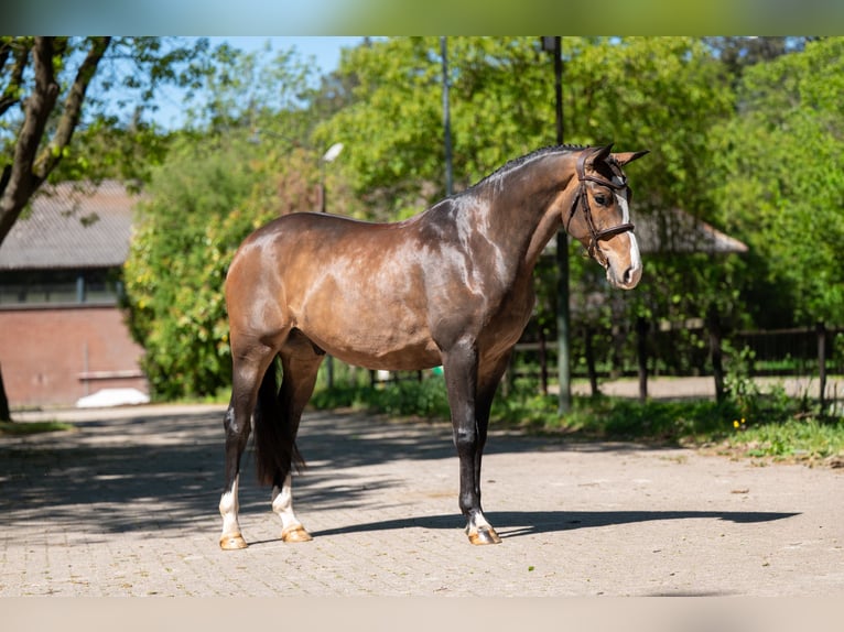 Anglo European Studbook Gelding 5 years 16 hh Brown in Grote-Brogel