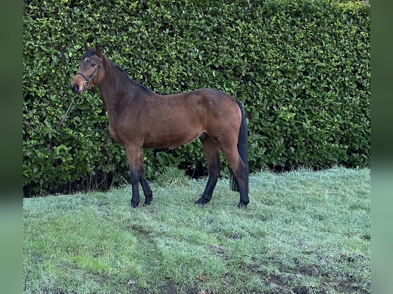 Anglo European Studbook Gelding 5 years 16 hh Brown in Zandhoven