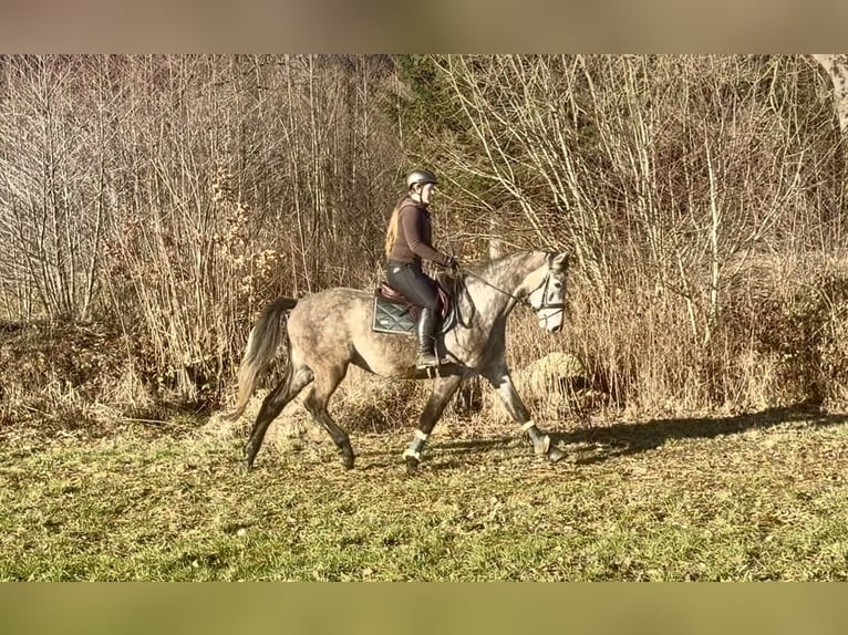 Anglo European Studbook Gelding 5 years 16 hh Grey in Pelmberg
