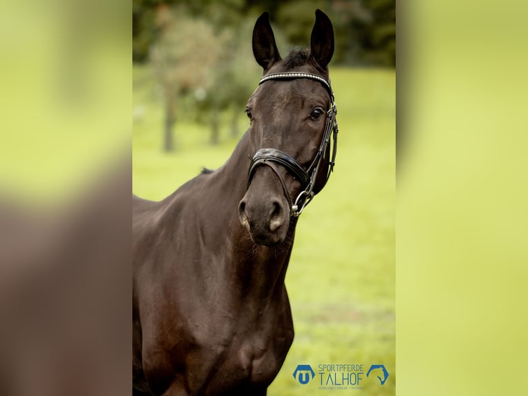 Anglo European Studbook Gelding 5 years 16,1 hh Black in Korntal-M&#xFC;nchingen